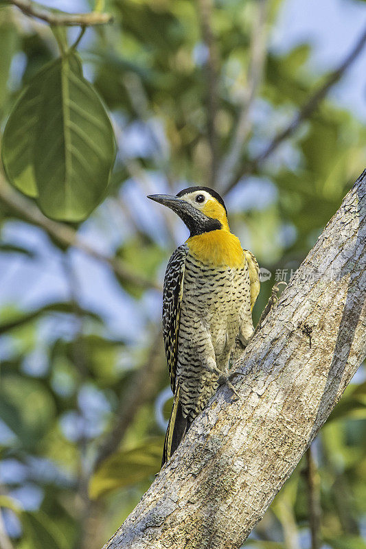 campo flicker (Colaptes campestris)是啄木鸟家族的一种鸟类，在巴西潘塔纳尔发现。